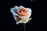 路易十四玫瑰花：皇家尊贵的象征